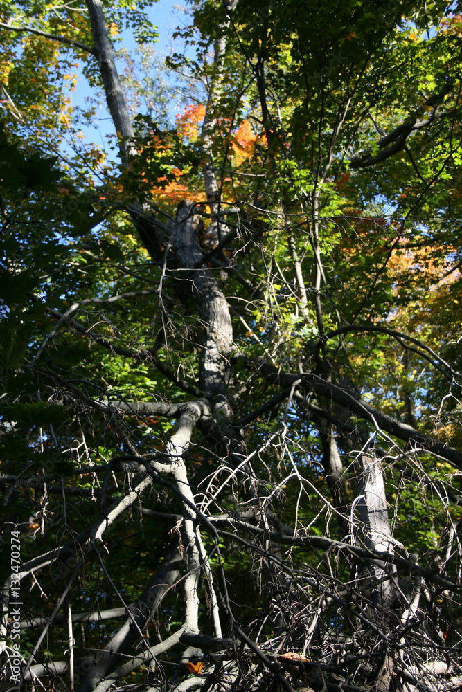 Fototapeta premium 10708_0856.JPG