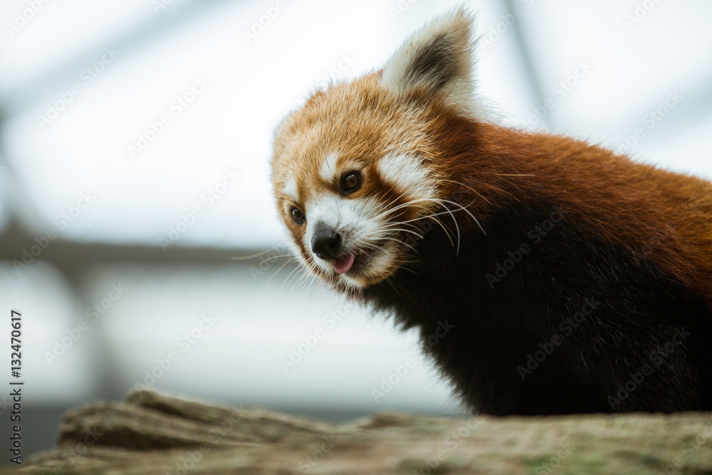 Fototapeta premium One red panda close-up