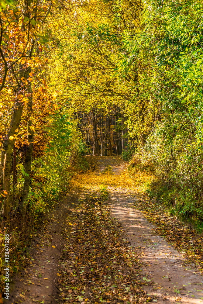 Magic enter to forest in colorful autumn