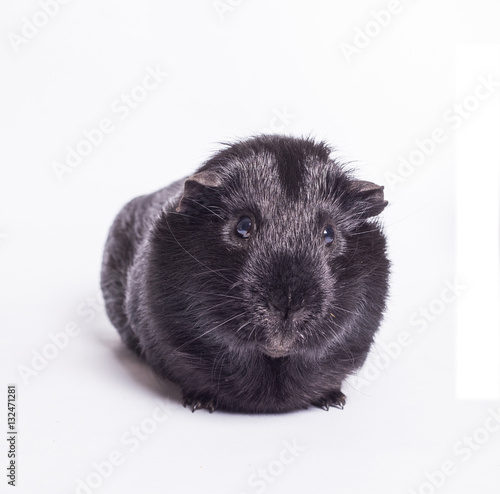 Guinea Pig - Black Guinea Pig isolated on white background