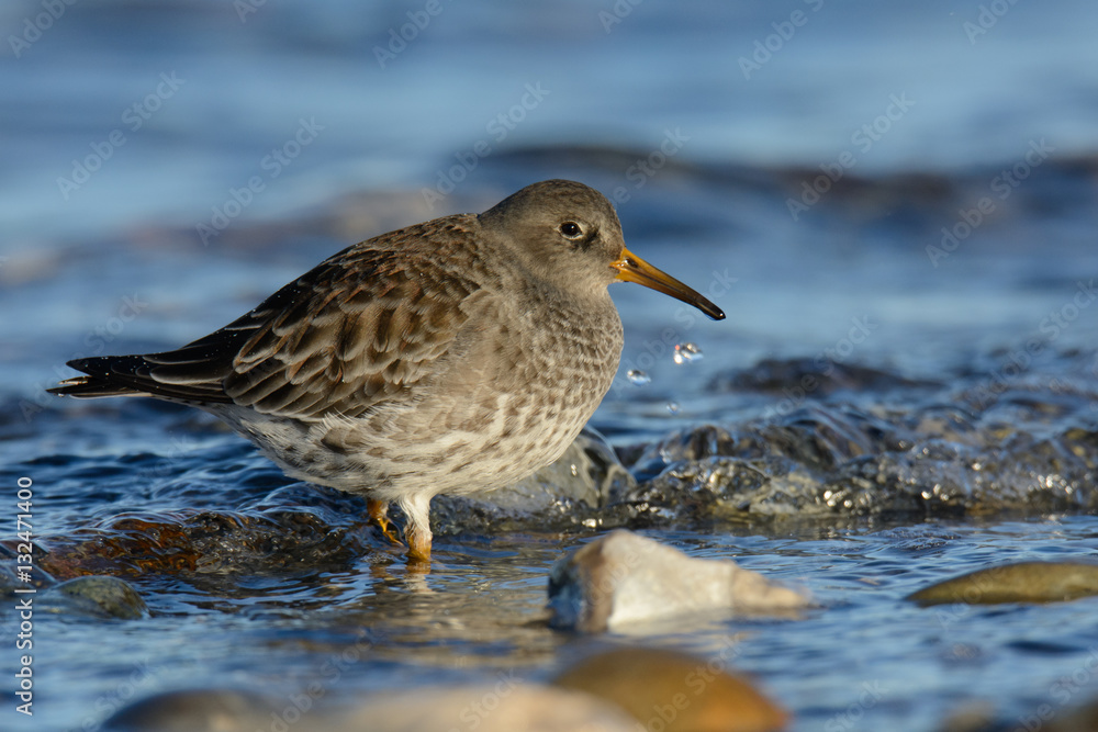 Meerstrandläufer bei der Nahrungssuche am Strand Meerstrandläufer bei der Nahrungssuche am Strand