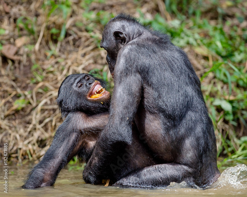 Photography The Bonobos ( Pan paniscus) mating in the pond.