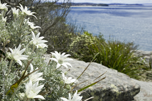 flannel flower and North Head coastal walk at Manly