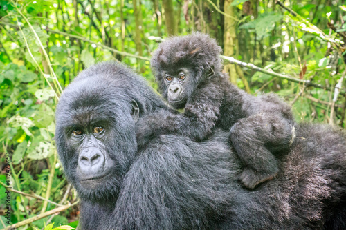 Baby Mountain gorilla on the back of his mother. © simoneemanphoto