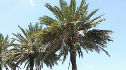 Palm trees on blue sky background in Florida nature