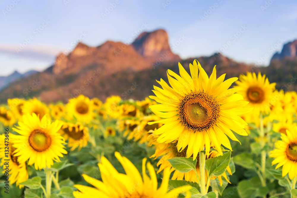 Fototapeta premium Field of blooming sunflowers on a background mountain