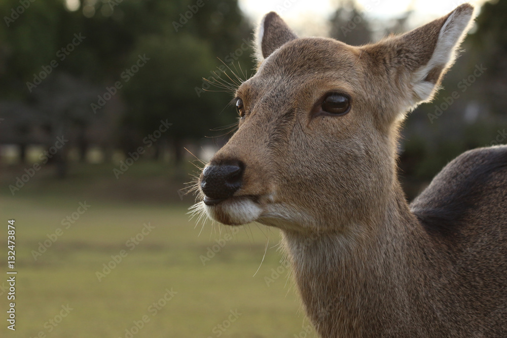 Fototapeta premium 奈良 鹿