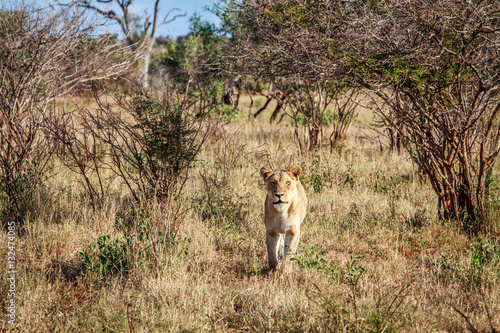 Lion walking towards the camera.