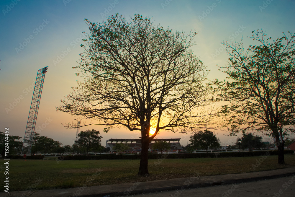 Obraz premium tree with silhouette 