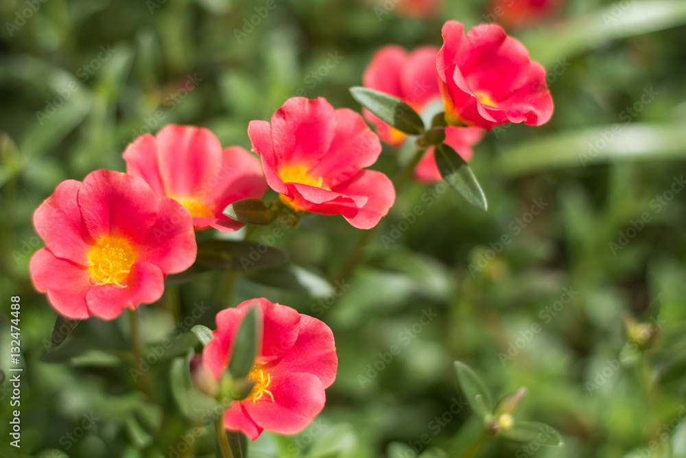 All colorful flowers in nuture All colorful flowers in nuture