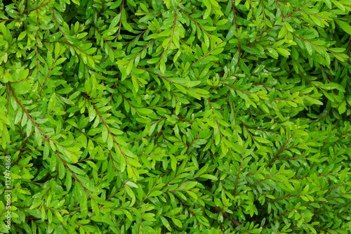 Fresh Green leaves for wall background