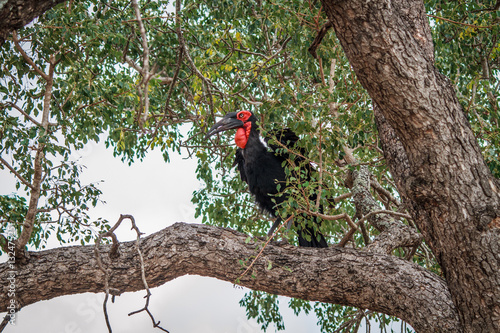 Southern ground hornbill in a tree. photo