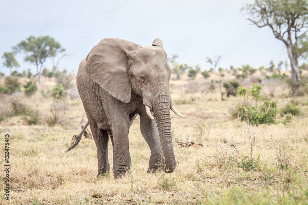 Elephant eating in the Kruger. Elephant eating in the Kruger.