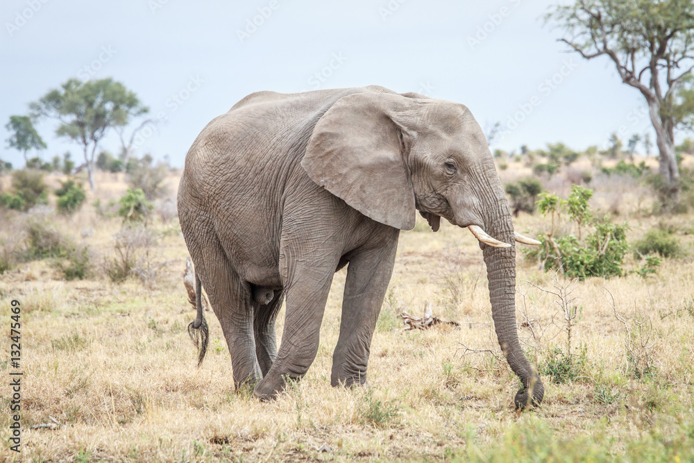 Elephant eating in the Kruger.