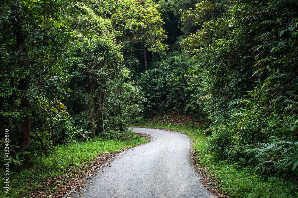 Naklejka premium Path between trees and bushes in the forest