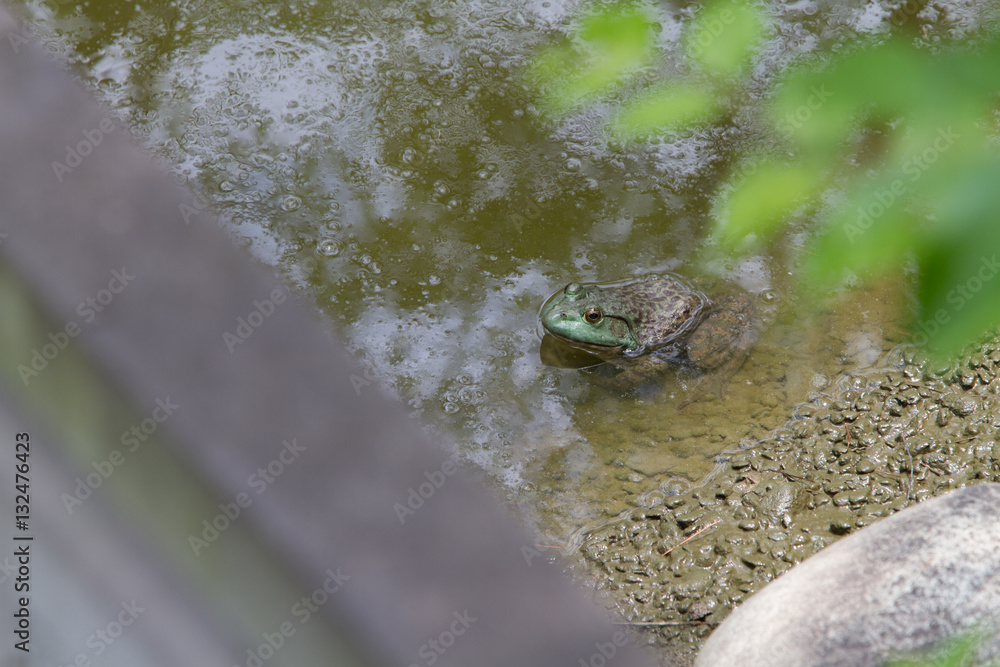 frog