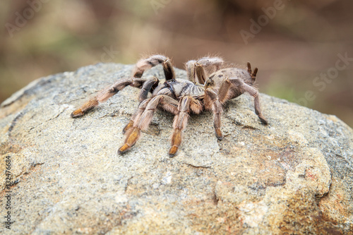 Baboon spider on a rock.