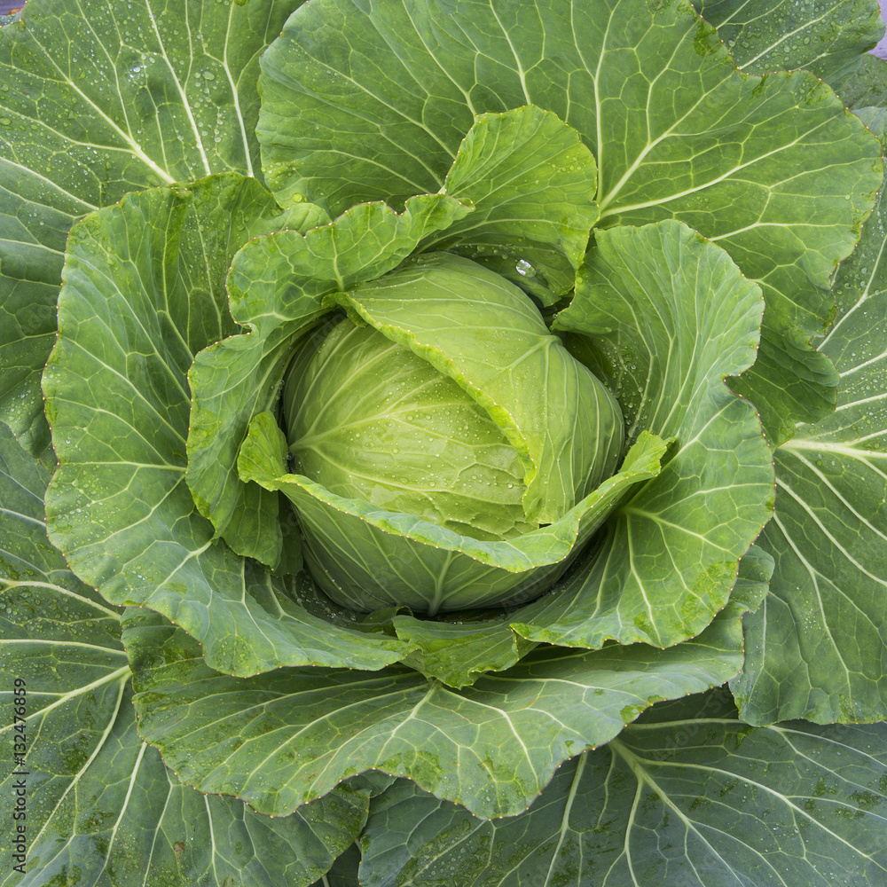 Close up of cabbage Close up of cabbage