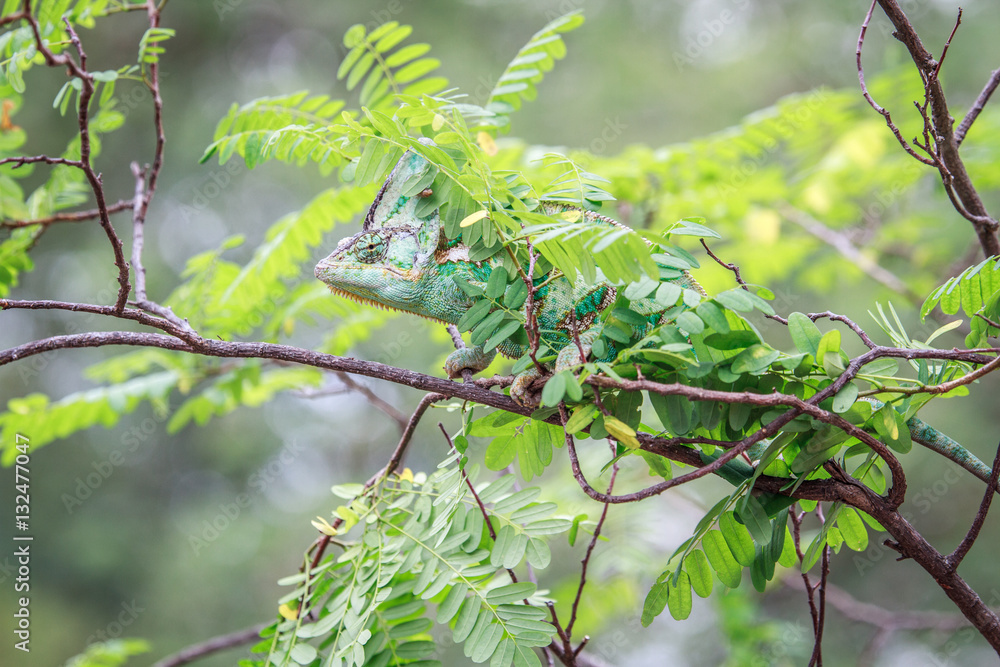 Veiled Chameleon hiding on a branch.