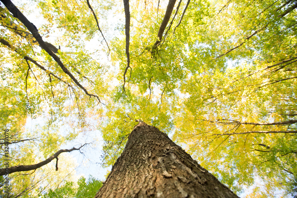 trees from below