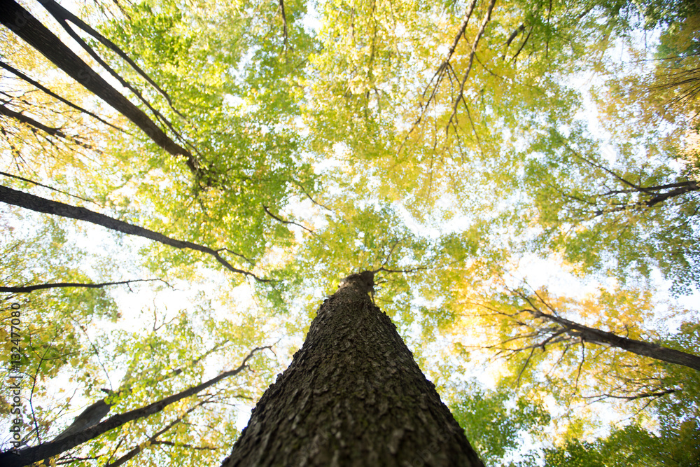 trees from below