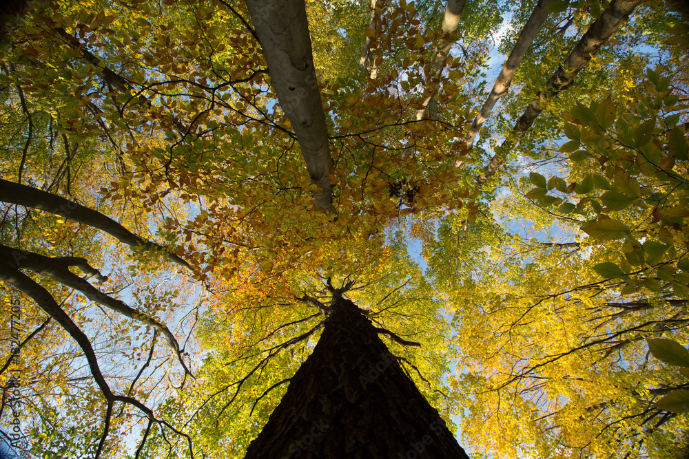 trees from below
