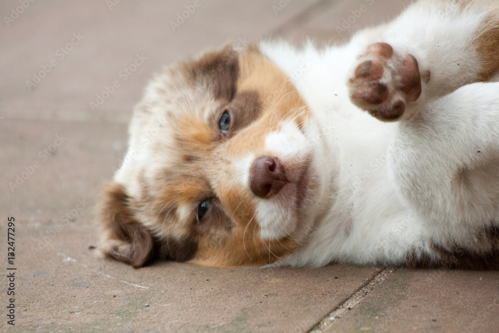 Chiot berger australien couché sur flan Chiot berger australien couché sur flan
