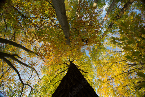 Obraz na płótnie trees from below w salonie