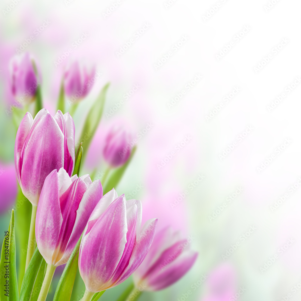 Fototapeta premium Spring Background with Tulip Flowers