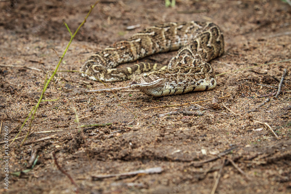 Puff adder feeding on a mouse. Puff adder feeding on a mouse.