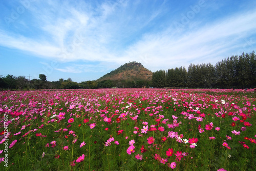 Wallpaper Mural A landscape view of cosmos flower field (farm) Torontodigital.ca