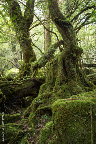 Moss forest in Shiratani Unsuikyo, Yakushima Island, natural World Heritage Site in Japan