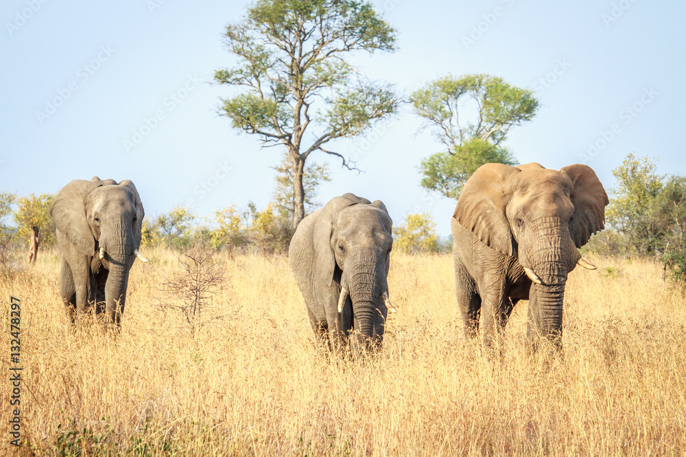 Elephants walking towards the camera.