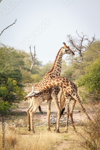 Two Giraffes fighting.