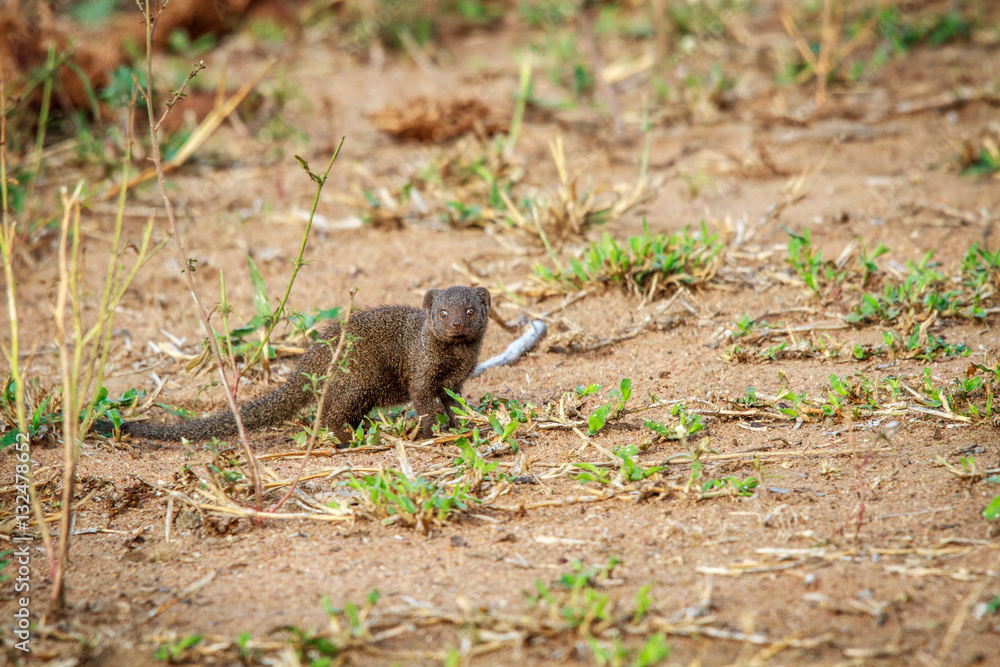 Dwarf mongoose starring at the camera. Dwarf mongoose starring at the camera.