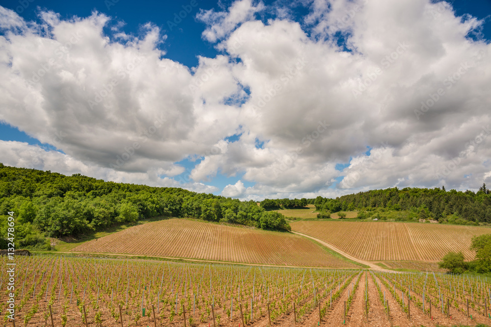 Vineyards in Burgundy - Route de vins, France