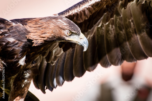 Eagle © david