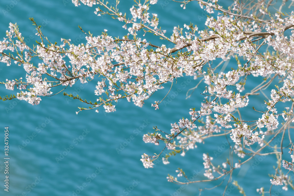 Fototapeta premium 昇竜湖と桜