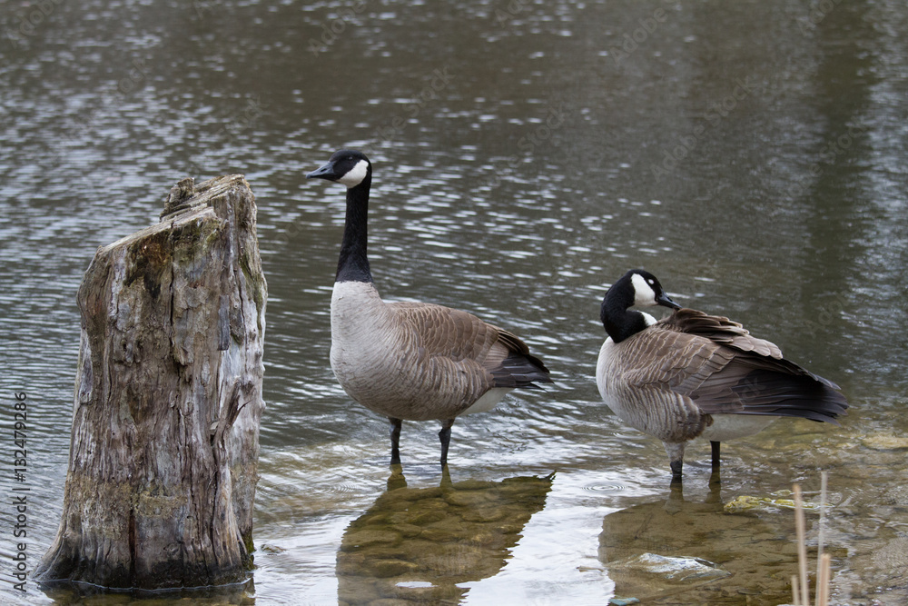 gooses