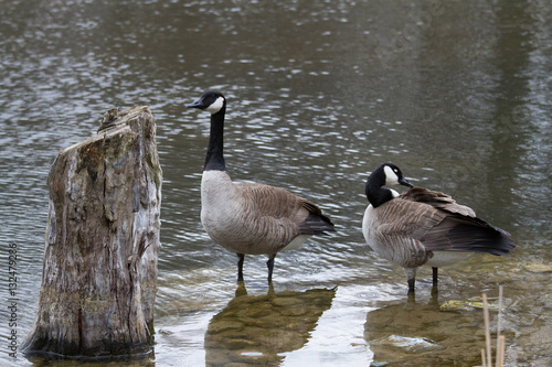 Obraz na płótnie gooses w salonie