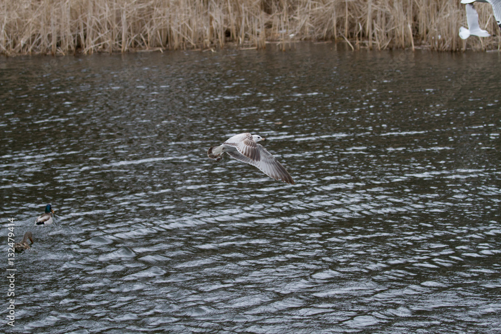 flying birds