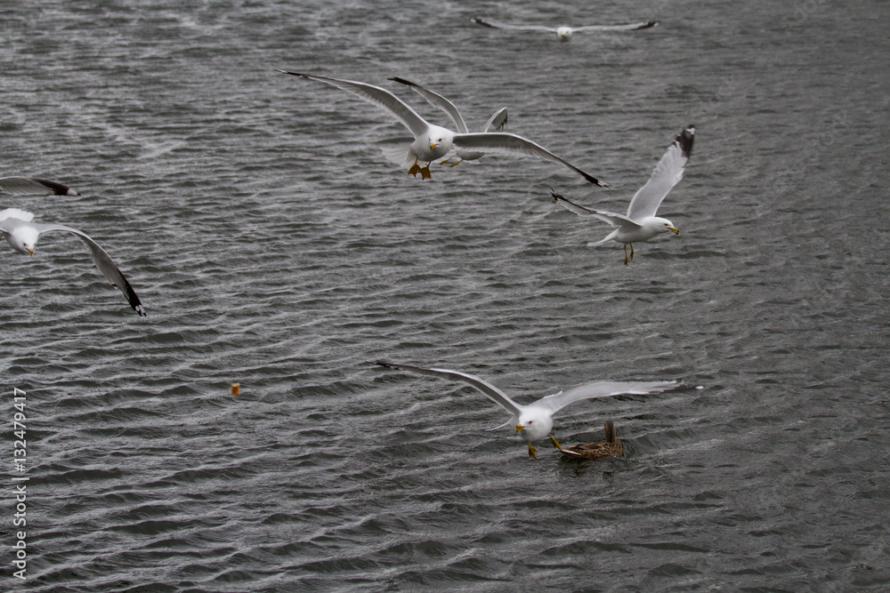 flying birds
