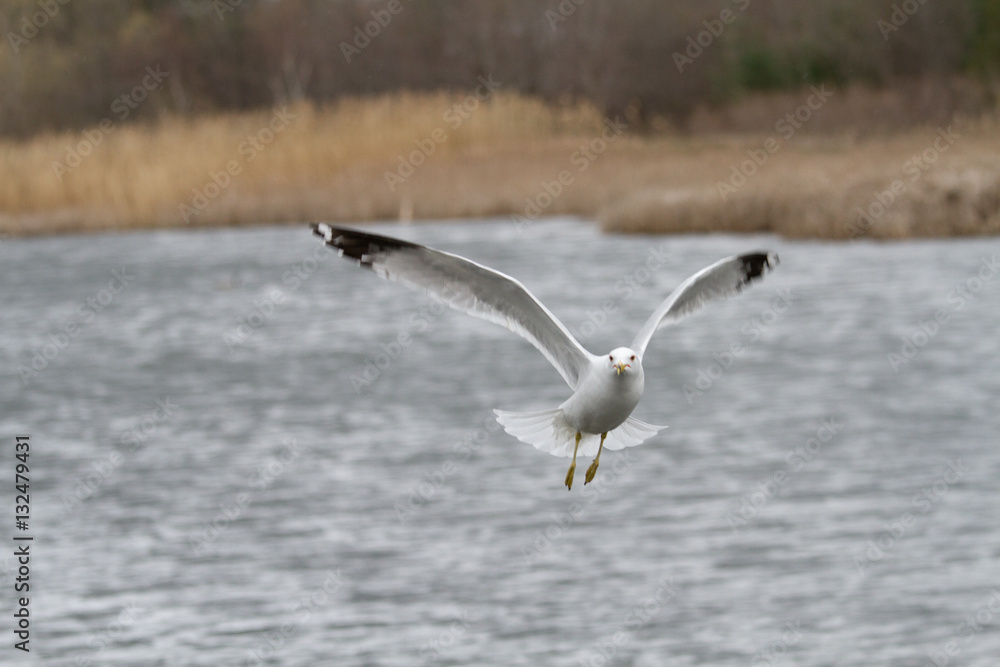 flying birds