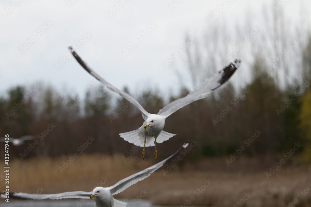 flying birds