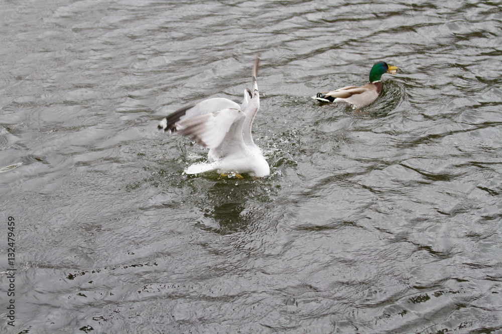 flying birds