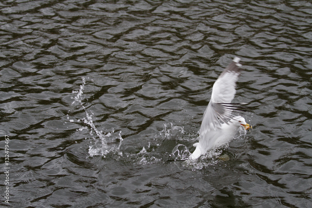 flying birds