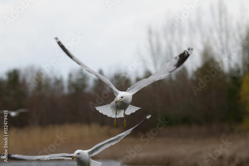 Obraz na płótnie flying birds w salonie