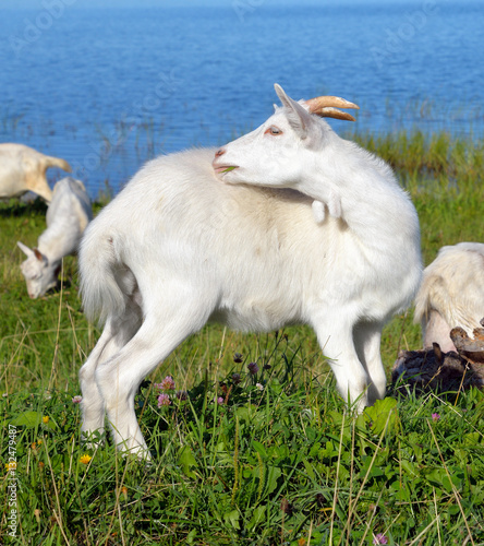 Homemade goats on grass background. © konstan