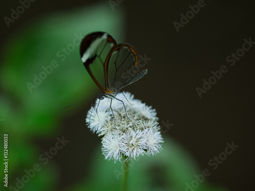 Glasswing butterfly 01 photo