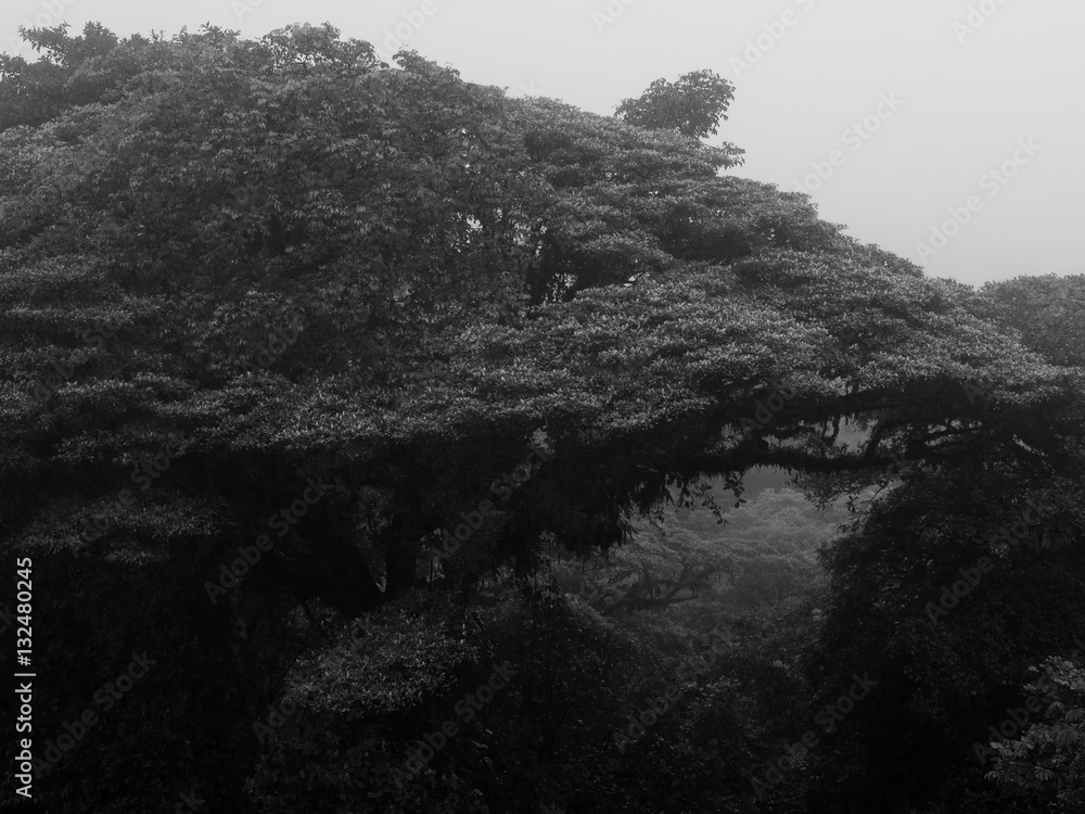 Cloud forest black white